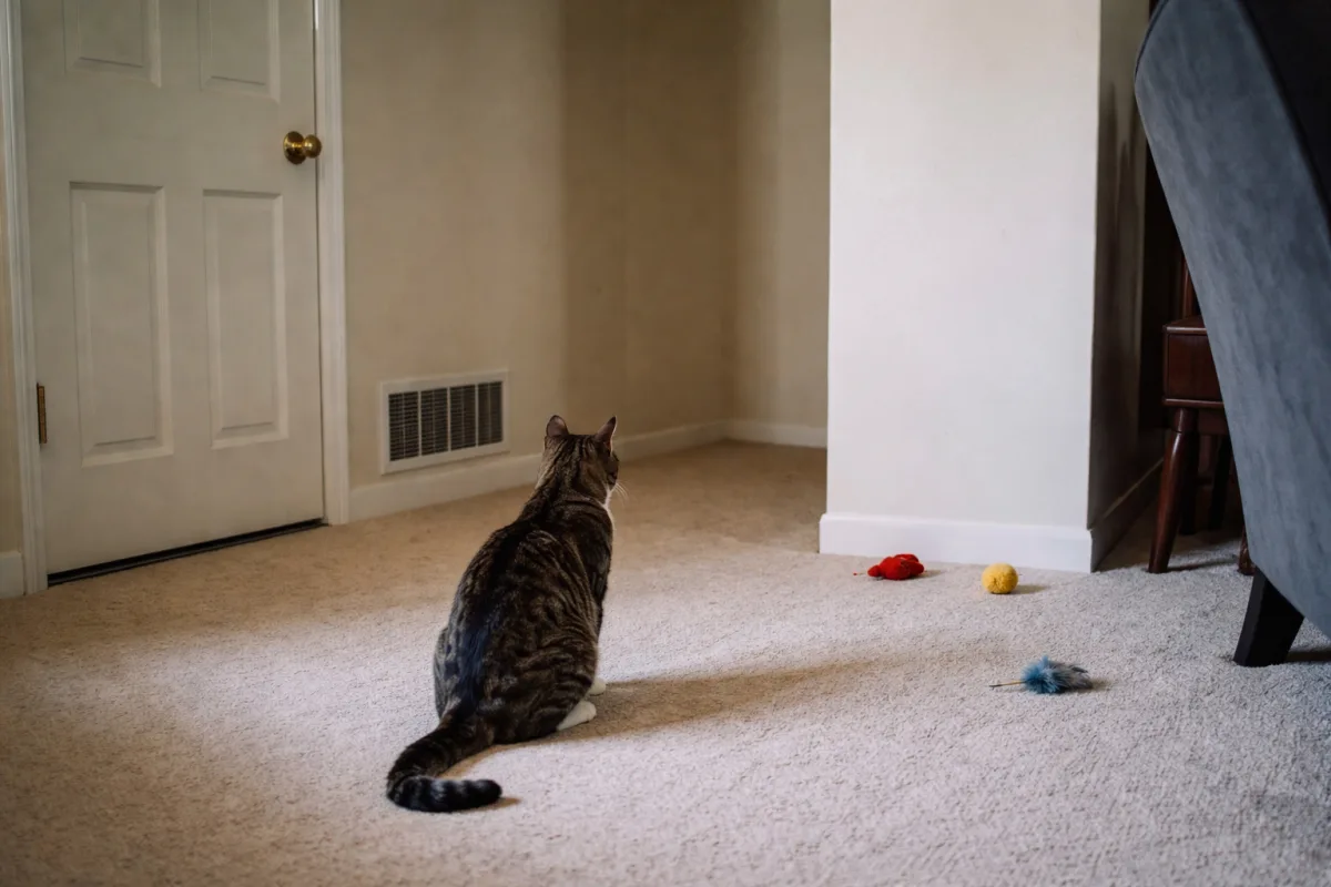 Cat staring at empty hallway corner
